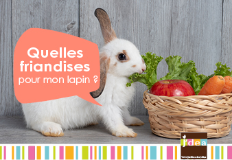 Quelles friandises donner à mon lapin ? - Rabbits World