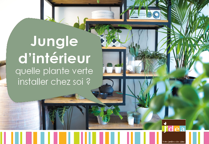 Quel est le meilleur engrais pour les plantes d'intérieur?