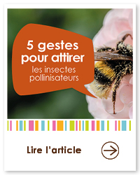 2023 09 VIGNETTES ARTICLES  JARDIN