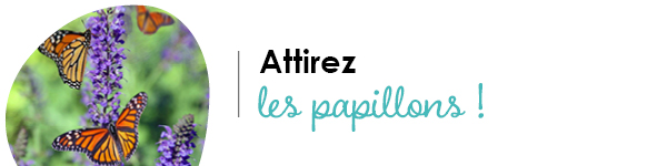 VISUELS RONGEURS2