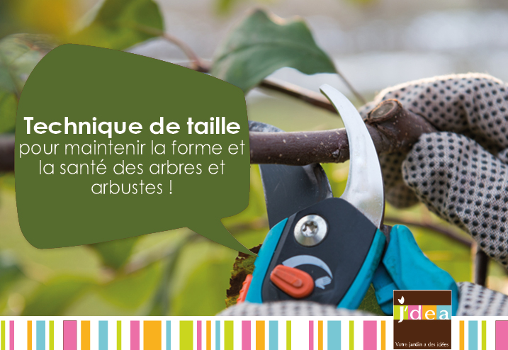 Technique de taille pour maintenir la forme et la santé des arbres et arbustes !