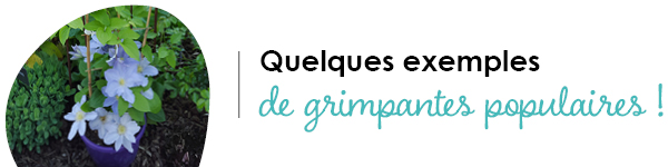 VISUELS RONGEURS3