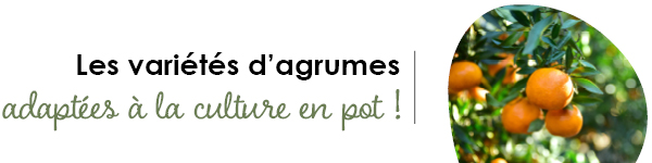 VISUELS RONGEURS3