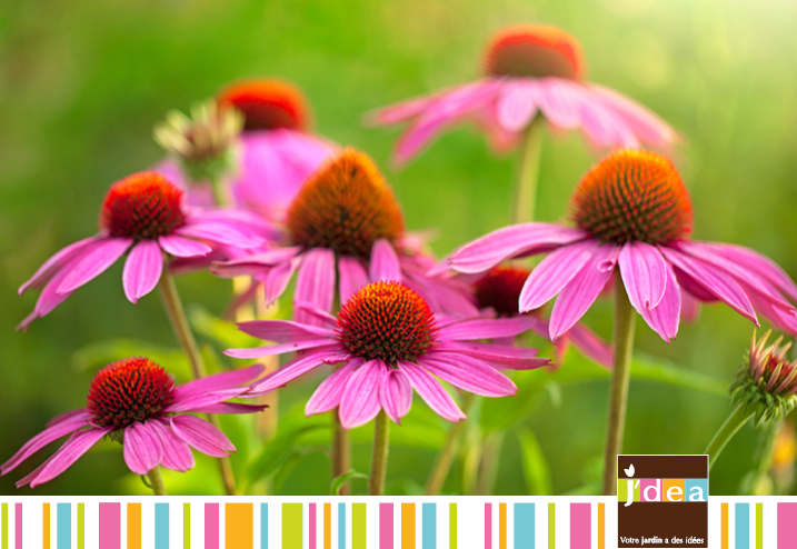 hydrangea paniculata-jdea