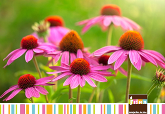 hydrangea paniculata-jdea