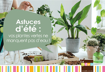 Voici trois astuces pour que vos plantes ne manquent pas d'eau pendant vos  vacances - Edition du soir Ouest-France - 18/07/2022